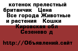 котенок прелестный британчик › Цена ­ 12 000 - Все города Животные и растения » Кошки   . Кировская обл.,Сезенево д.